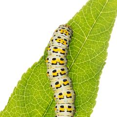 MYN Mullein Moth Caterpillar 4 